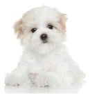 Shampoo Virbac Episoothe 250ml