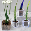 Kit Mini Vasinhos Decorativos Com Plantinhas Suculenta