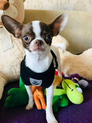 Coleira Peitoral Para Gatos Com Guia Cor Preto Tamanho da coleira P Bacon Born