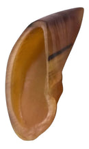 Casco Bovino Puretoy - Pacote Com 3 Unidades Cor Natural