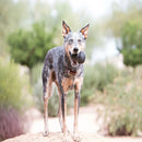 Kong Extreme Large Grande Brinquedo Dispenser Para Cães Cor Preto