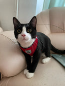 Coleira Peitoral Para Cachorro Pet Colete Refletivo + Guia Cor Vermelha Top Reflexível Tamanho da coleira M