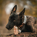 3 Pct Traquéia Bovina C/12 Mordedor Natural Petisco Cachorro