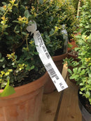 Cx 24 Un Ribbon Misto 110x74 Impressora Zebra Argox Elgin Adegraf