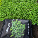 Sementes De Coentro Verdão - Contém 500 Gramas