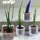 Kit Mini Vasinhos Decorativos Com Plantinhas Suculenta