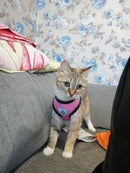 Coleira Peitoral Para Gatos Coleira Com Guia Super Ofertas Cor Rosa Tamanho da coleira P