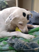 10 Bolinhas De Tênis Para Pets, Cães, Gatos, Artesanato,etc